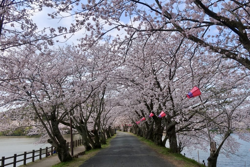 🌸 다치오카 자연공원(타치오카 시젠 코엔) 이미지 3